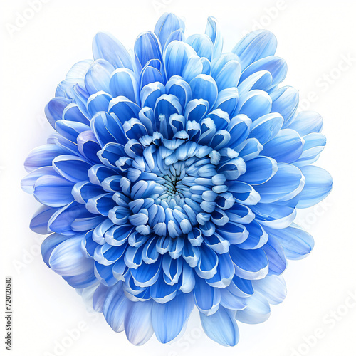 Blue chrysanthemum © Misha