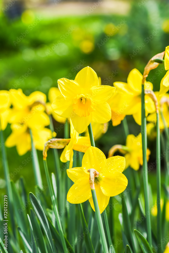 Narcissus jonquilla in the garden on a beautiful sunny day, selective focus on the flower. Narcissus jonquilla in the garden on a beautiful sunny day, selective focus on the flower.