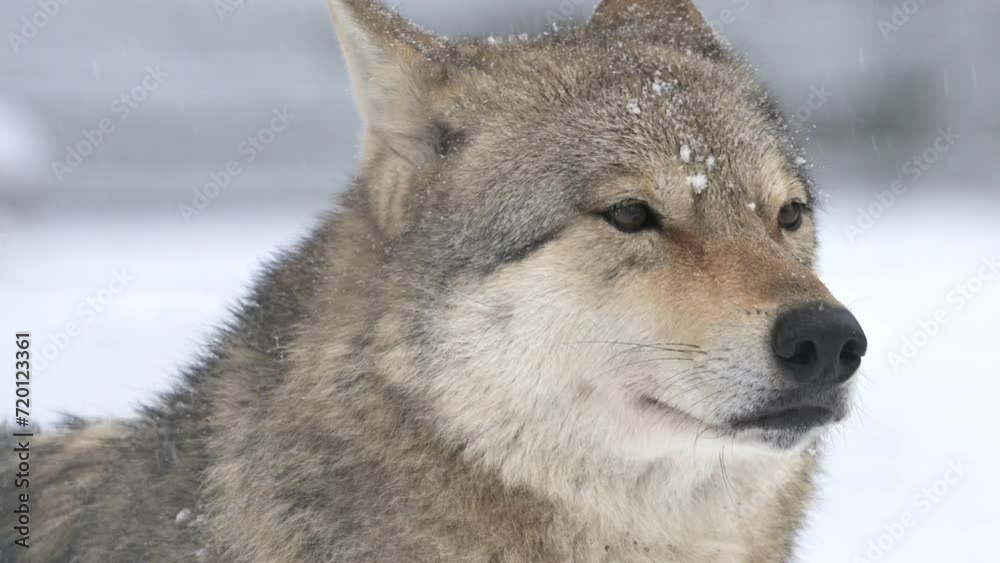 4k super slow motion 120 fps cinematic raw video showcases a close up view of a wolf in the snowy landscape, revealing the remarkable beauty and behavior of this majestic wildlife. 4k super slow motion 120 fps cinematic raw video showcases a close up view of a wolf in the snowy landscape, revealing the remarkable beauty and behavior of this majestic wildlife.