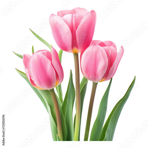 Pink tulips © Zaleman