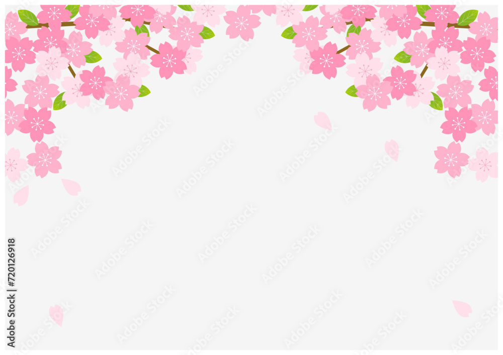 桜の花が美しい春の桜フレーム背景19灰色