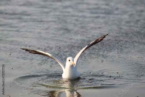 A seagull sitting in the lake