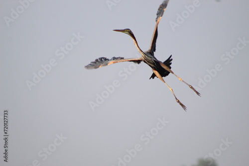 Close-up of a flying Purple Heron