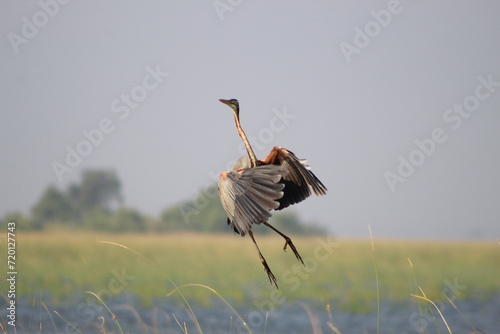 Close-up of a flying Purple Heron