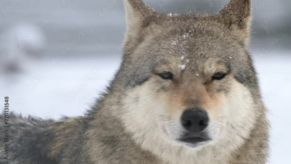 Female Gray Wolf Standing in Snow With Closed Eyes at winter snowfall and then ope eyes search for food. 4k Super slow motion 120 fps cinematic raw video Female Gray Wolf Standing in Snow With Closed Eyes at winter snowfall and then ope eyes search for food. 4k Super slow motion 120 fps cinematic raw video