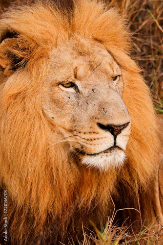 Fototapeta Naklejka Na Ścianę i Meble -  Lion resting with big mane in Kruger National Park