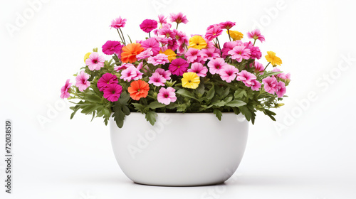Color flowers in white pot
