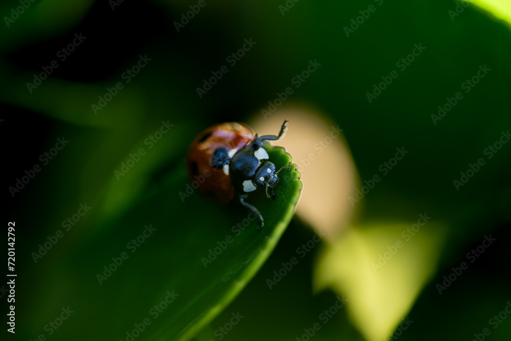 Insectos, abejas, mariquitas y avispas en el bosque de Madrid