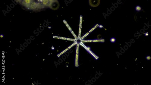 Asterionella diatom from lake Biwa,  Japan. This beautiful diatom owes its name to its star shape. The dark spots are the diatom valves. Shot under the microscope at 400x magnification in darkfield.