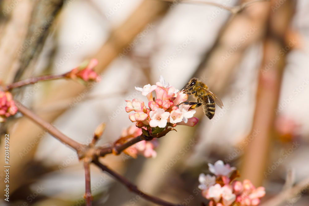 bee collecting pollen on a flowering bush bee collecting pollen on a flowering bush