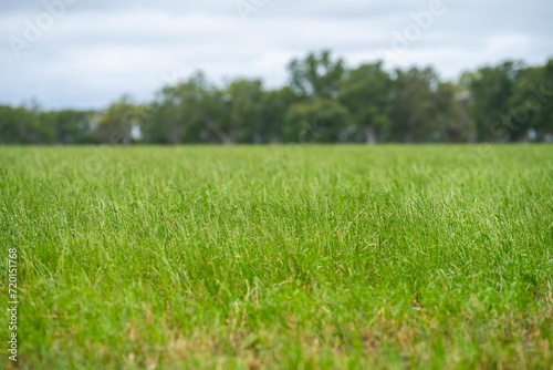 farming landscape, food production in an agricultural farm, practicing sustainable regenerative practices in australia in summer