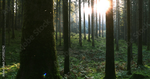  Shot of beautiful mossy forest trees landscape.