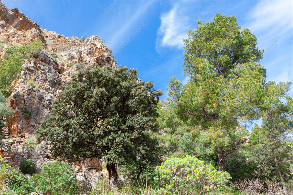 Trees in the canyon of the island. Landscape with tropical nature reserve 