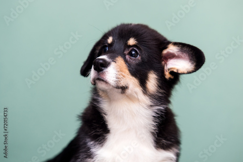dog's face looking to the side welsh corgi