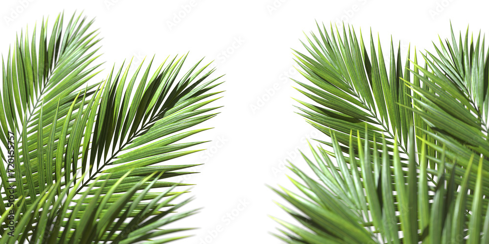 Palm leaves evergreen summer realistic on transparent backgrounds 3d rendering png - obrazy, fototapety, plakaty 