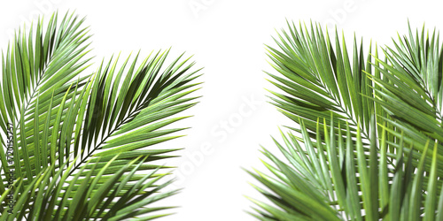 Palm leaves evergreen summer realistic on transparent backgrounds 3d rendering png photo