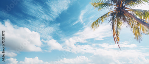  A palm tree graces a tropical beach against a serene blue sky, capturing the essence of tranquil paradise and coastal beauty.