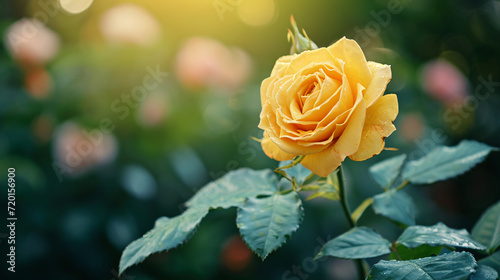 Garden yellow rose in the garden