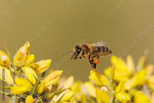 Abeja apis mellifera volando sobre flores de aliaga del parque natural Sierra de Mariola, Alcoi, España photo