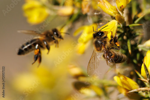 Apis mellifera recolectando en flor de aliaga con bokeh de abeja europea volando hacia las flores, Alcoi, España