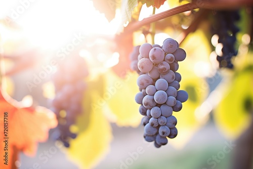organic sangiovese grapes with a sun flare