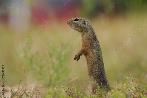 Young european ground squirrel in the nature habitat. (Spermophilus citellus). Wildlife scene from european nature.