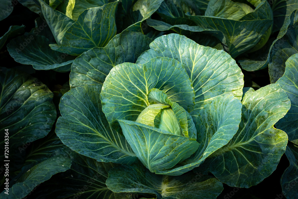 Fototapeta premium Background witn Big cabbage field. Ripe harvest on a Farm or Greenhouse.