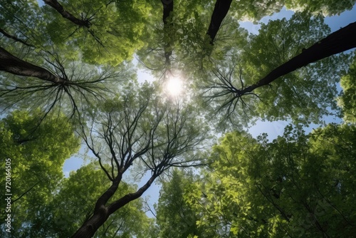 View from the bottom on the trees in forest  ultra wide angle  summer or spring green lush