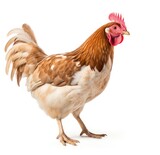 Stately Red Rooster Showcasing His Elegant Plumage on a White Background - Generative AI