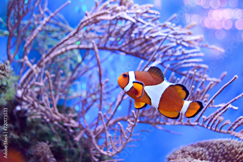 clownfish in aquarium