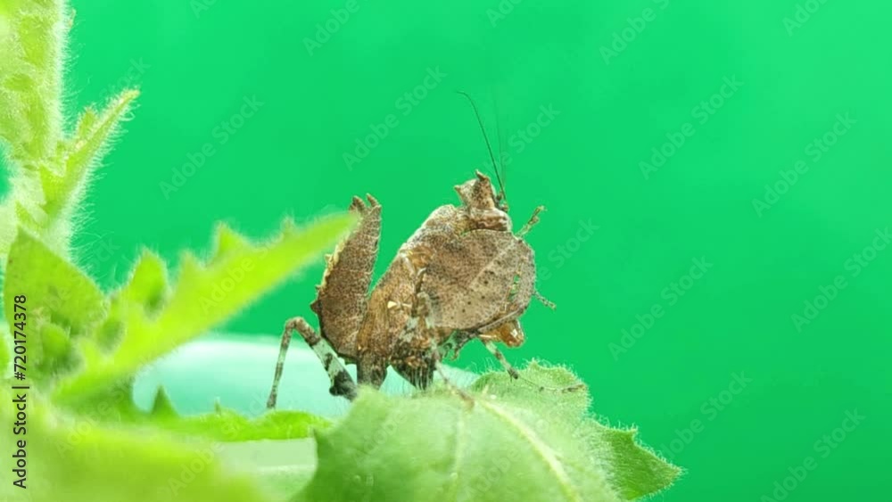 Indian camouflage mantis sits on a green leaf over a green background. Indian camouflage mantis sits on a green leaf over a green background.