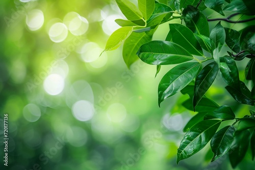 Abstract nature green blurred background nature leaf on greenery background in garden with copy space using as background wallpaper page concept.