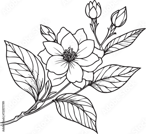 Realistic jasmine flower coloring pages, jasmine flower tattoo drawing, gardenia flower cluster drawing, Cute flower coloring pages, illustration vector art, white jasmine tattoo anti-stress coloring