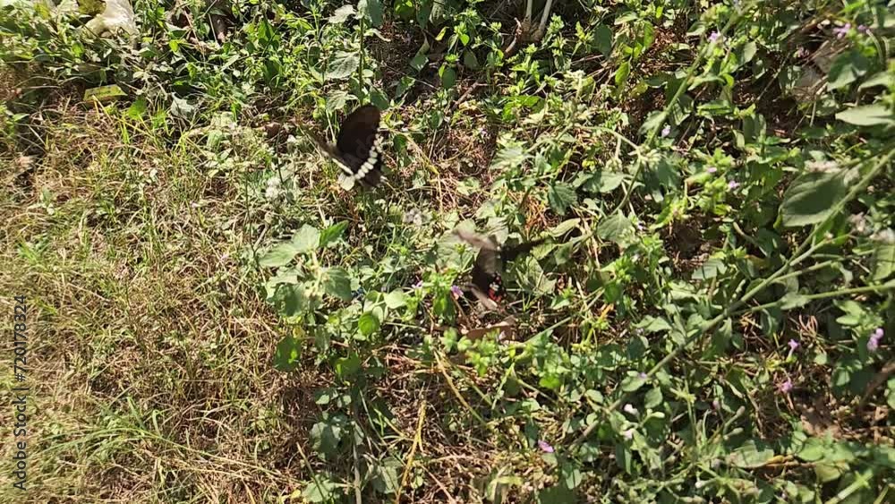 Butterfly, Nature Butterfly, Nature