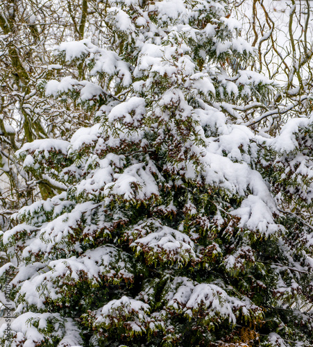 Winter sketch, snow-covered branches of green tree