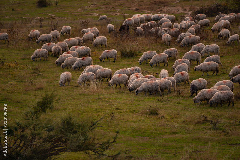 The flock of sheep grazing in the clearing after the rain. Autumn landscape at the edge of the colorful forest. Transhumance, an element registered in the UNESCO national heritage