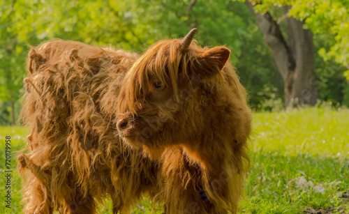 Młode cielę bydła szkockiego rasy highland spogląda na drzewa w słoneczny wiosenny dzień. Młoda krowa o zmierzwionej sierści zakręconej w prawdziwe dredy zachwyca się przyrodą.