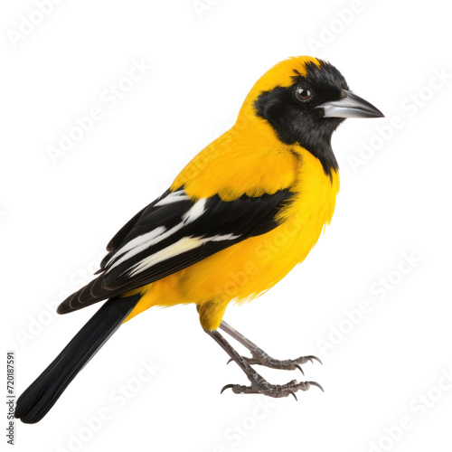 black yellow bird on transparent background