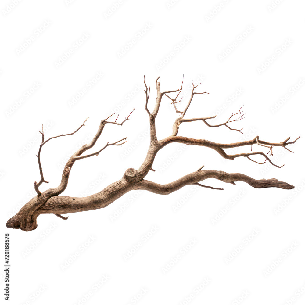 Dead tree isolated on a transparent background