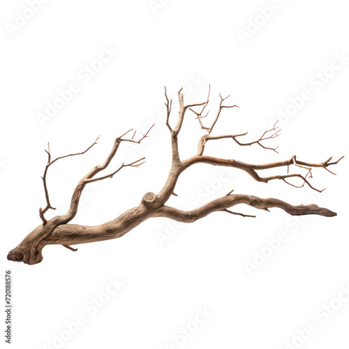 Dead tree isolated on a transparent background