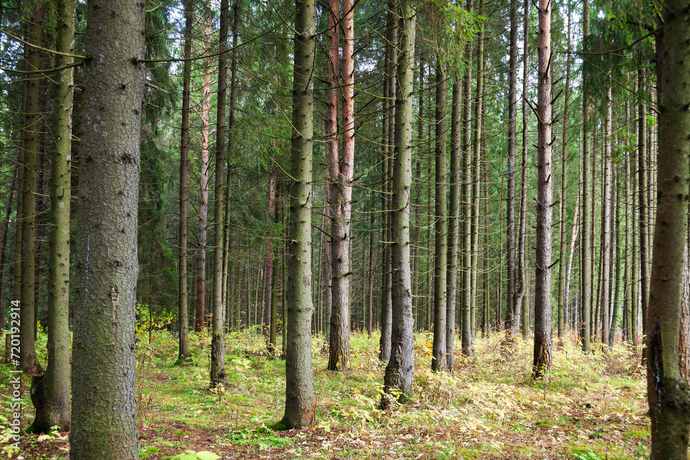 Coniferous forest on a clear sunny warm summer day Coniferous forest on a clear sunny warm summer day