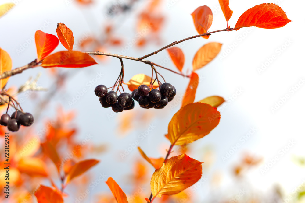 A bunch of black chokeberry berries illuminated by the rays of the sun hangs on a branch