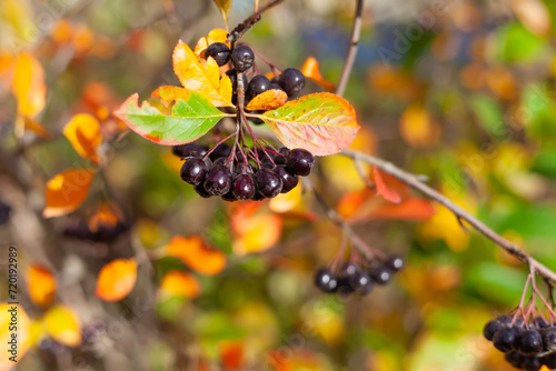 A bunch of chokeberry, illuminated by the rays of the sun, hangs on a branch