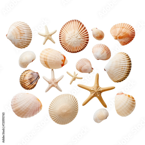 colorful shells isolated on the transparent background