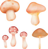 Vector hand drawn watercolor style illustration set of mushrooms