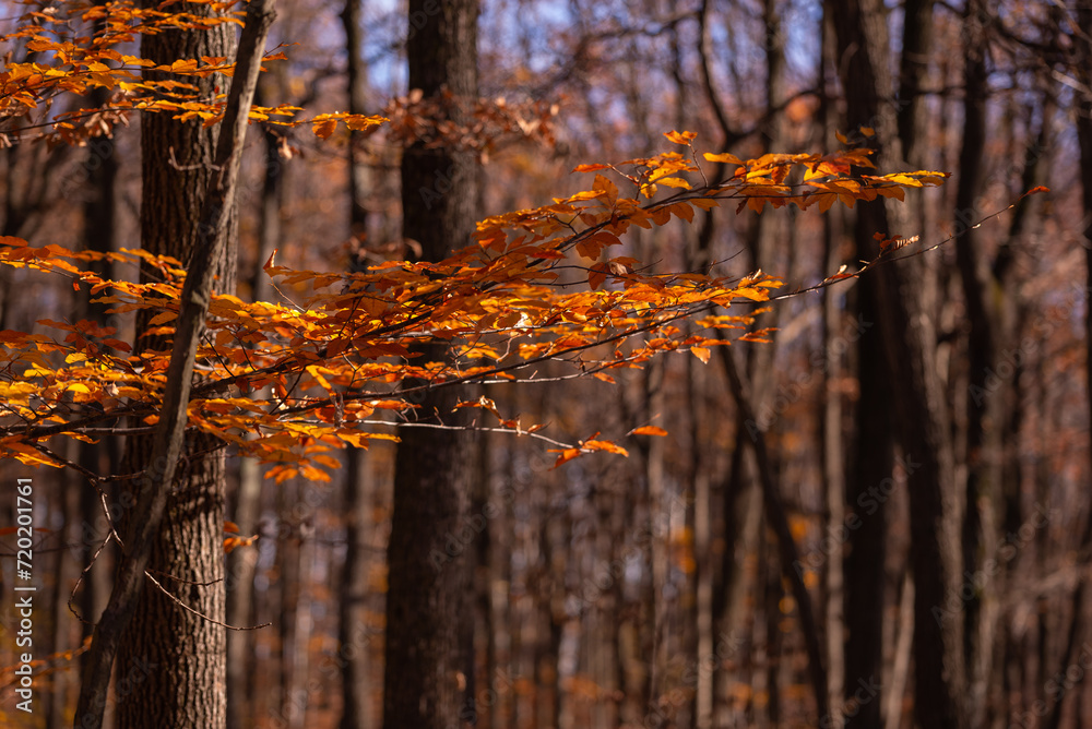 custom made wallpaper toronto digitalPicturesque autumn landscape far in the wilderness. Vast multicolored forest in sunny weather