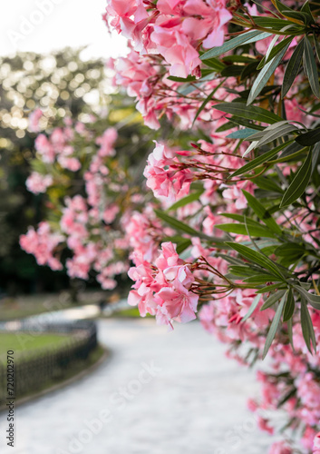 Delicate pink flowers on common oleander branches in the botanical park Spring blooming Nerium oleander