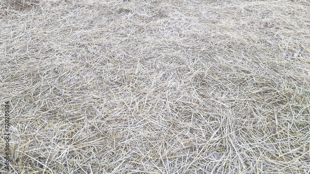 Photograph of farmer's harvested rice straw, thailand. Hay, texture, grass, dry, agriculture, nature, farm, yellow, bale, field, crop, abstract, harvest, pattern, plant, closeup, summer, food , brown, Photograph of farmer's harvested rice straw, thailand. Hay, texture, grass, dry, agriculture, nature, farm, yellow, bale, field, crop, abstract, harvest, pattern, plant, closeup, summer, food , brown,