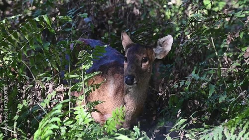 Hog deer taking a break from grazing and looking up in Kaziranga national park photo