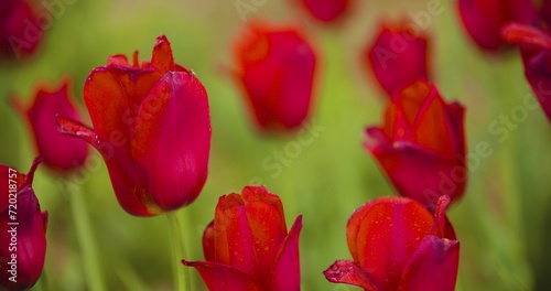 Beautiful Red Tulips Blooming On Field